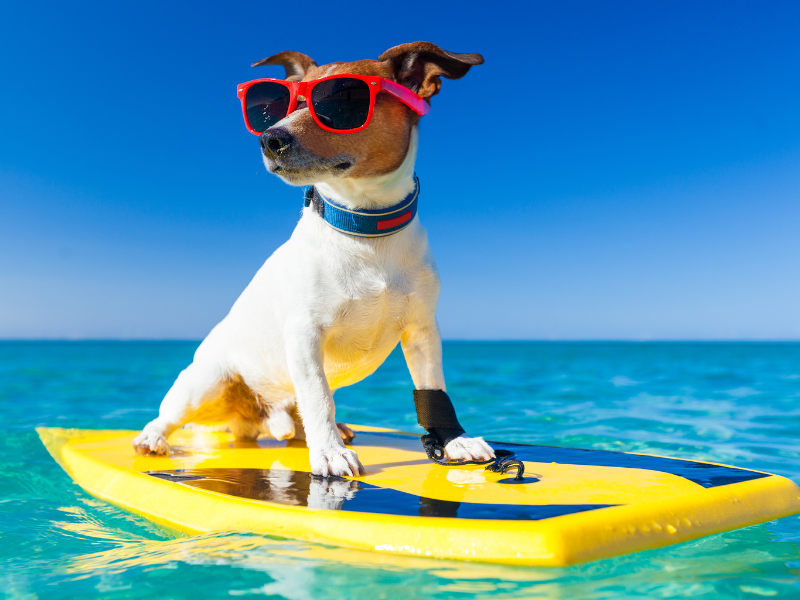 Come fare il bagno al cane ? Consigli e informazioni Amici e Natura iTALIA Come fare il bagno al cane ? Consigli e informazioni Amici e Natura iTALIA